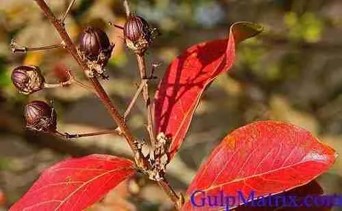 plant pigment photo