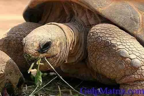 galapagos giant tortoise