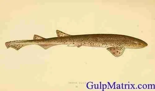 Dogfish Scyliorhinus caniculus 