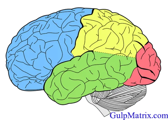 Schematic diagram of the Brain containing the hypothalamus