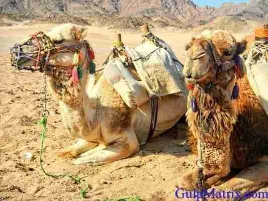 camel photo