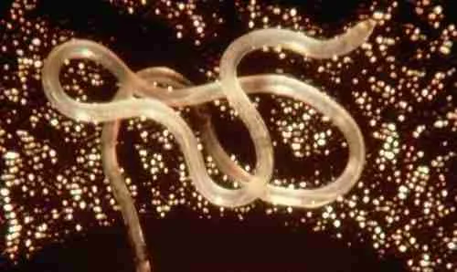 nematodes photo