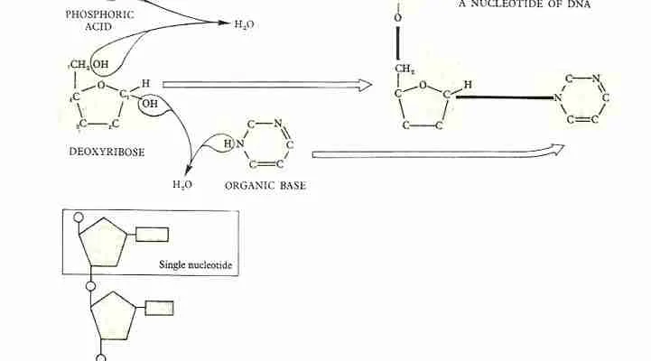 Structure of Nucleic Acids