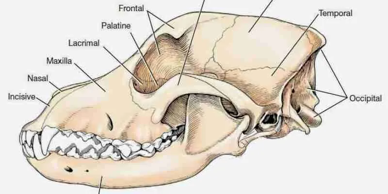 labelled diagram of dog skull