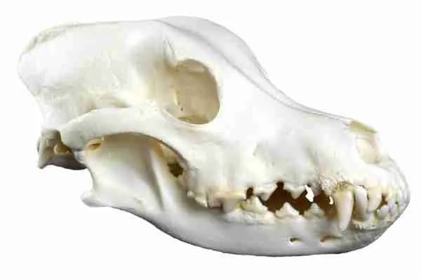 dog's skull