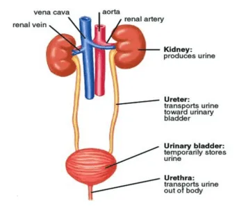 Excretion in Humans