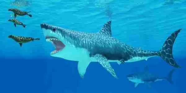 great white shark