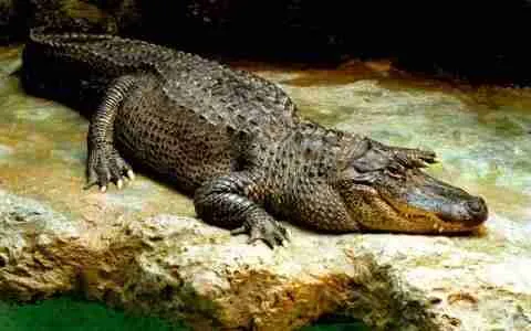 american alligator