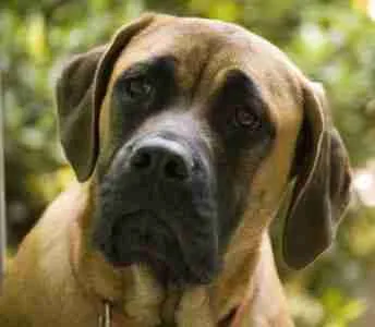 Mastiff