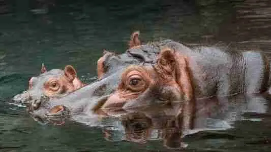 hippopotamus