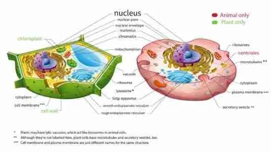 Animal Cell And Plant Cell