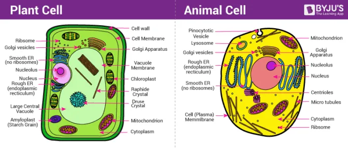 Animal cell Plant cell