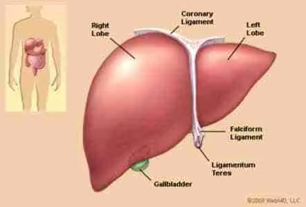 liver_illustration