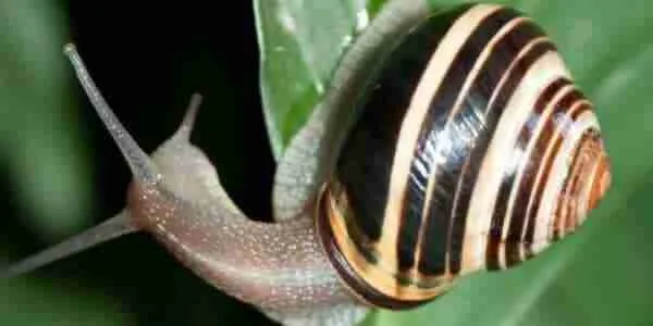 garden snail