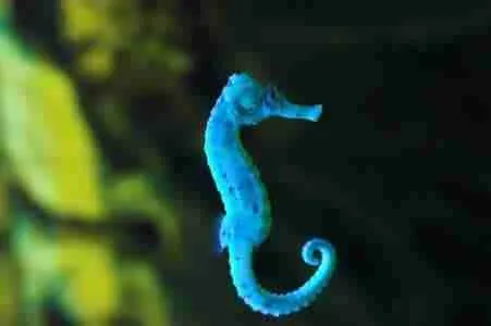 dwarf sea horse