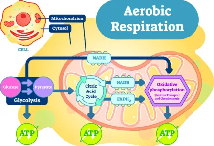 aerobic respiration