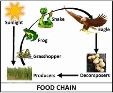 food chain