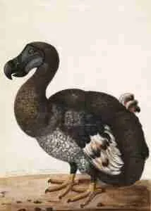 Dodo