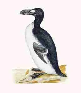 Great Auk