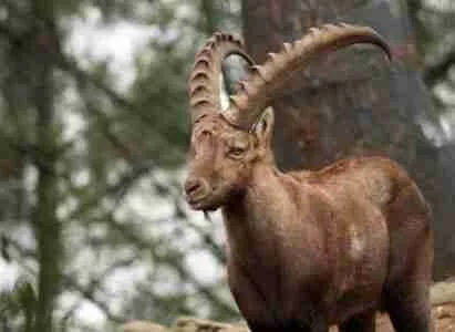 Pyrenean Ibex