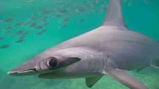 Hammerhead shark