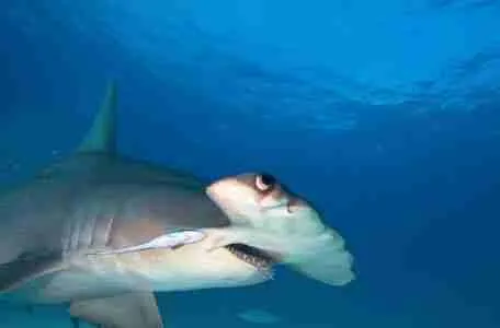 Hammerhead shark