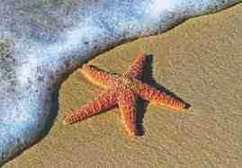 star fish