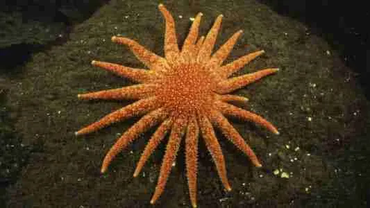 sun star is one of the sluggish animals known