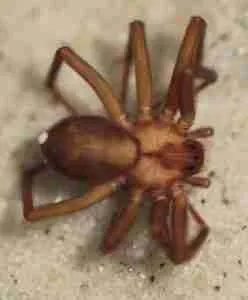 Brown recluse deadly spider