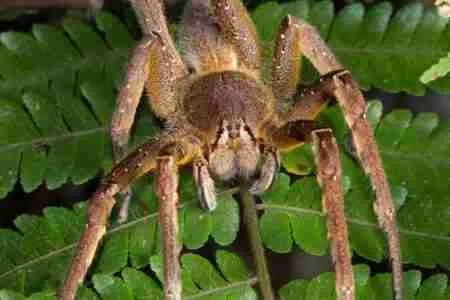 Brazilian Spider