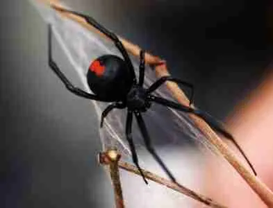 Red back spider