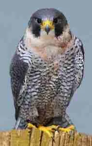 Peregrine falcon