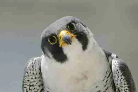 Peregrine falcon