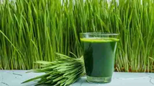 Wheatgrass juice