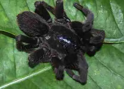 Hairy black deadly spider