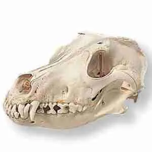 dog skull