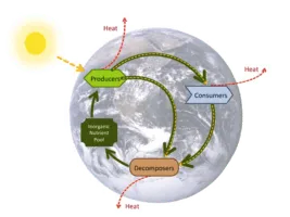 Biogeochemical Cycles 