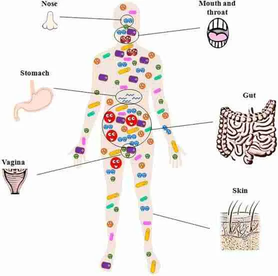 How microbes rule our bodies 