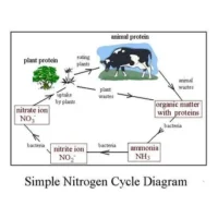 Nitrogen Cycle biogeochemical cycle 