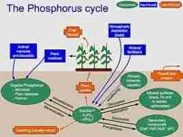 Phosphorus Cycle