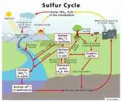 Sulfur Cycle 