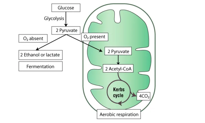 Fermentation 