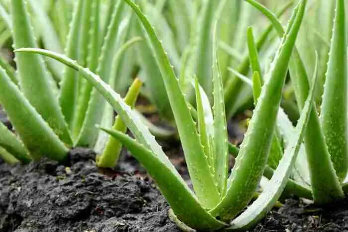 aloe-vera-plant-outside-jpg-1522875135-700x467.jpg