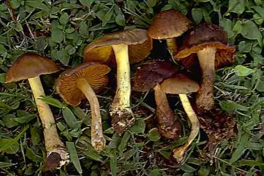 Classification of Fungi 