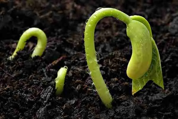 Seed germination processes 