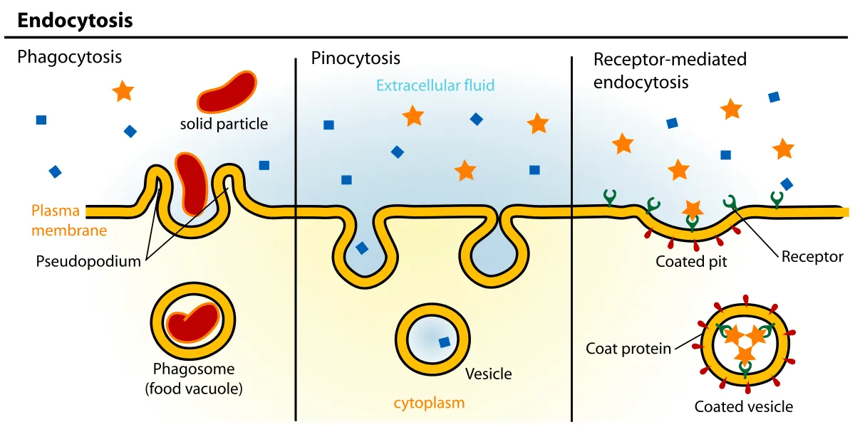 Endocytosis 