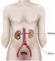 Ureteroscope