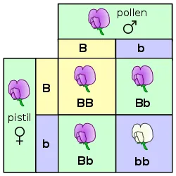 Mendelian inheritance 