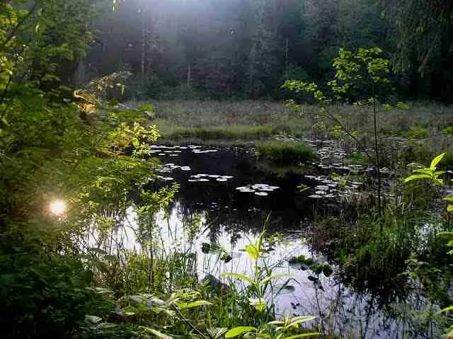 Fresh water habitat 