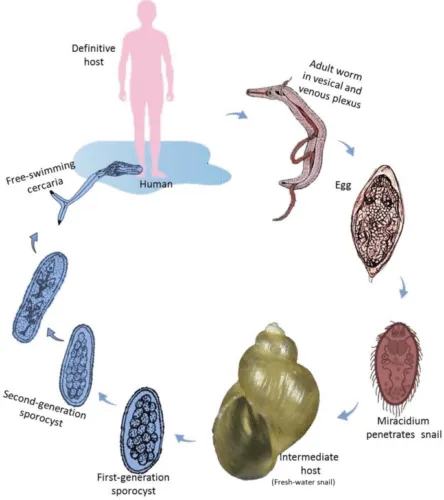 Schistosoma mansoni